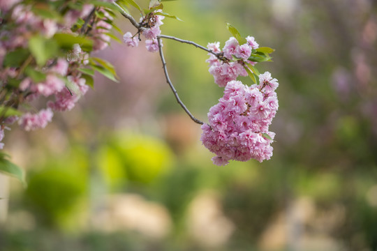 樱花