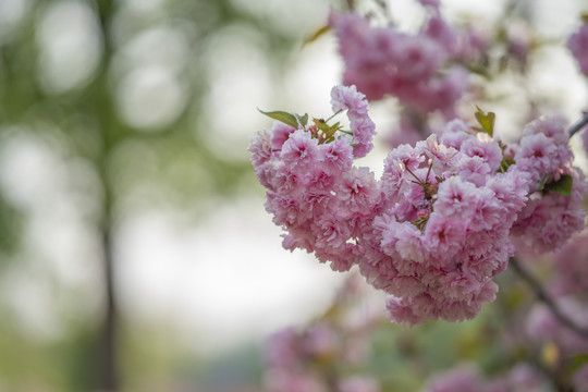 樱花