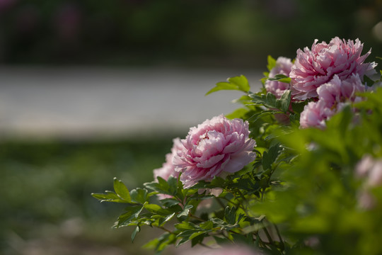 牡丹花