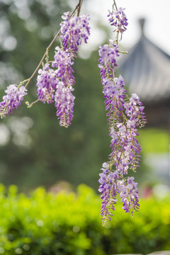 紫藤萝