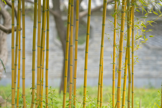 竹林