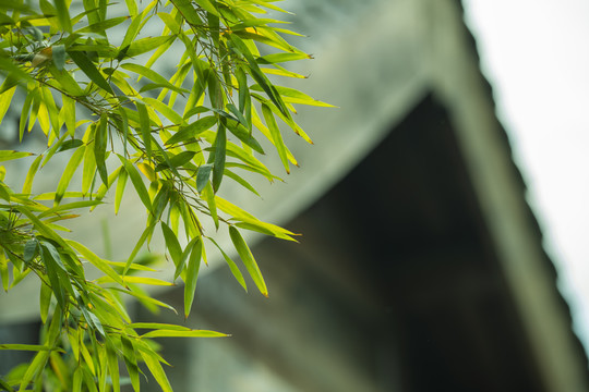 竹叶