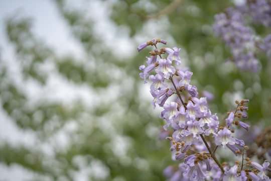 梧桐花