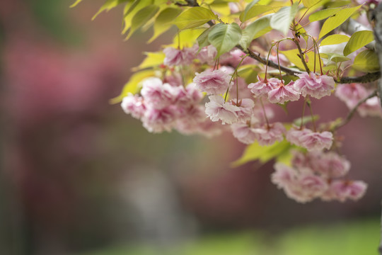 樱花