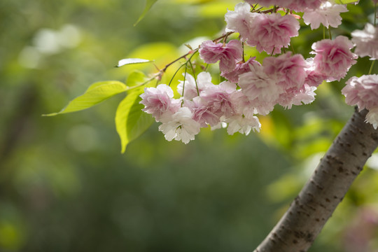 樱花