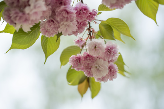 樱花