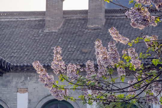 梧桐花