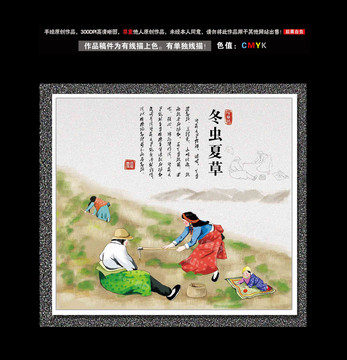 手绘藏族人挖虫草插画设计