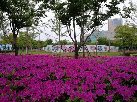 上海奉贤新城城市绿化景观