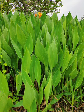 小花美人蕉