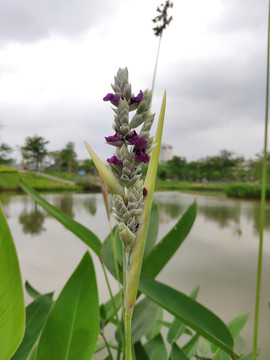 再力花