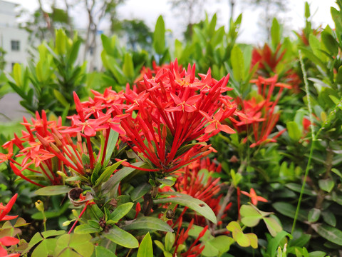 龙船花