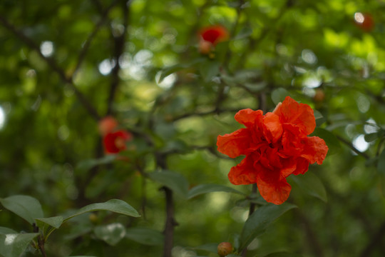 石榴花