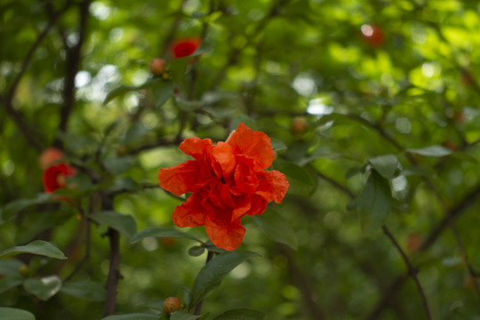 石榴花