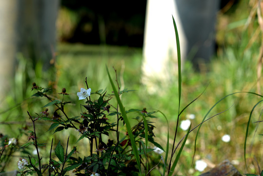 野草莓花