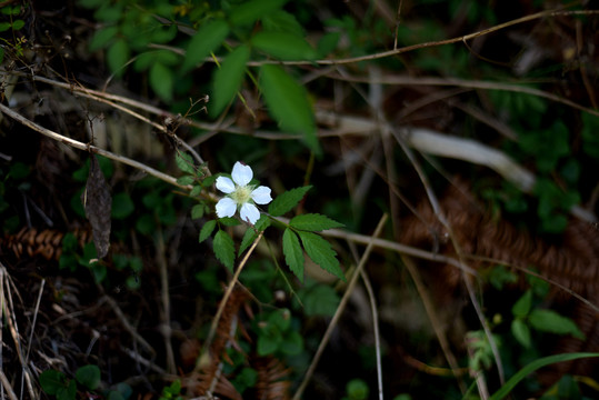 野草莓花