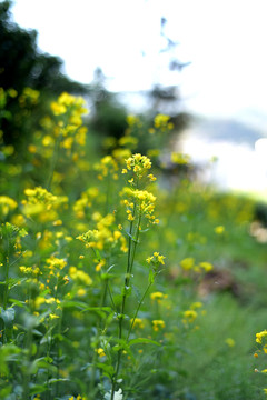 油菜花