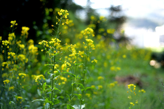 油菜花