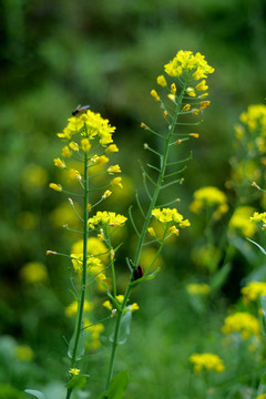 油菜花