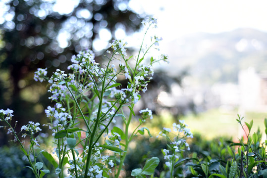 白色油菜花