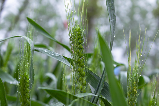 雨后麦穗