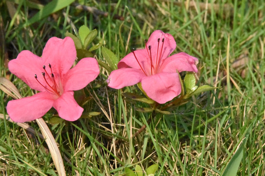 红花