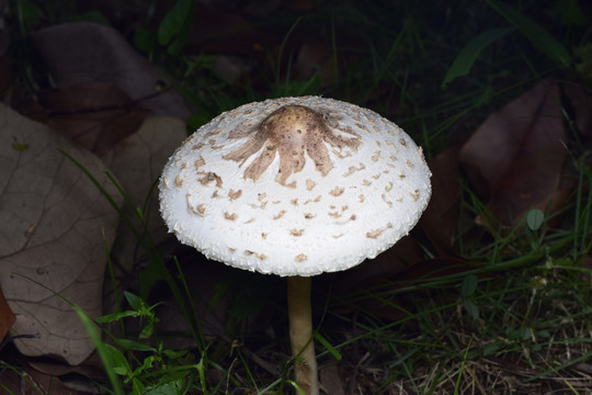 蘑菇