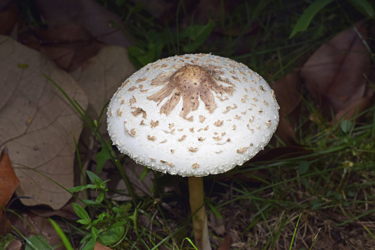蘑菇