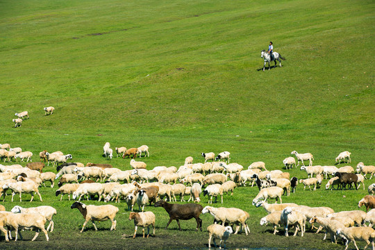 草原骑马放牧羊群