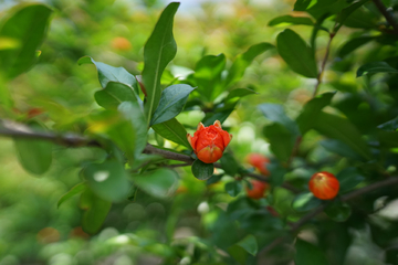 石榴花石榴树