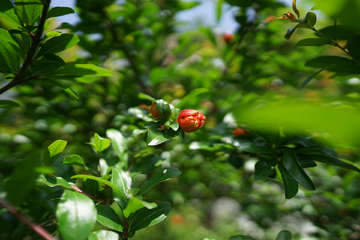 石榴花石榴树