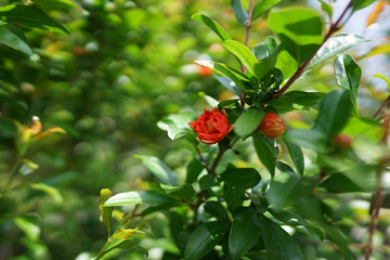 石榴花石榴树