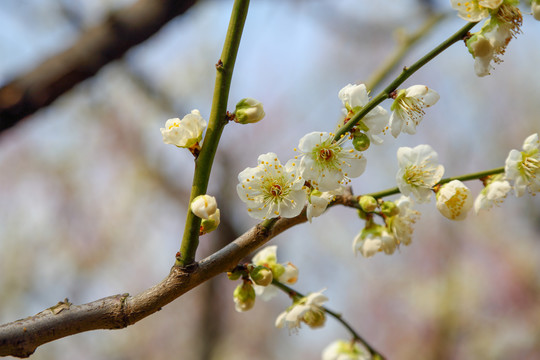 梅花