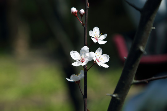 樱花