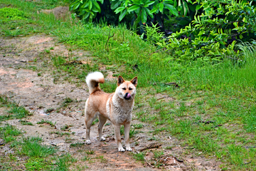 乡村土狗