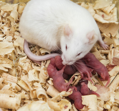 小白鼠妈妈和宝宝