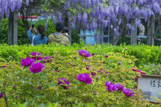 牡丹花