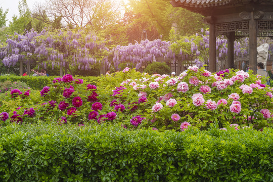 牡丹花