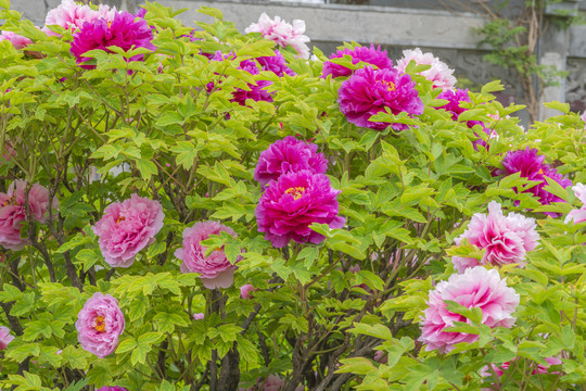 牡丹花