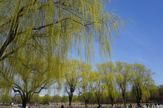 春天蓝天下的柳树枝条