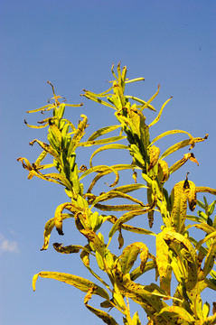 芝麻植株