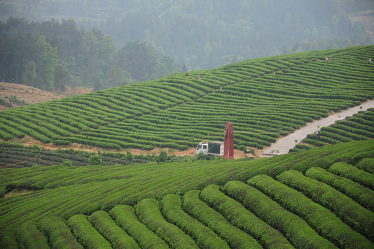 茶园景区