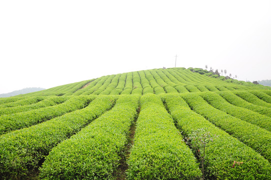 毛峰茶产地