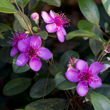 稔子花