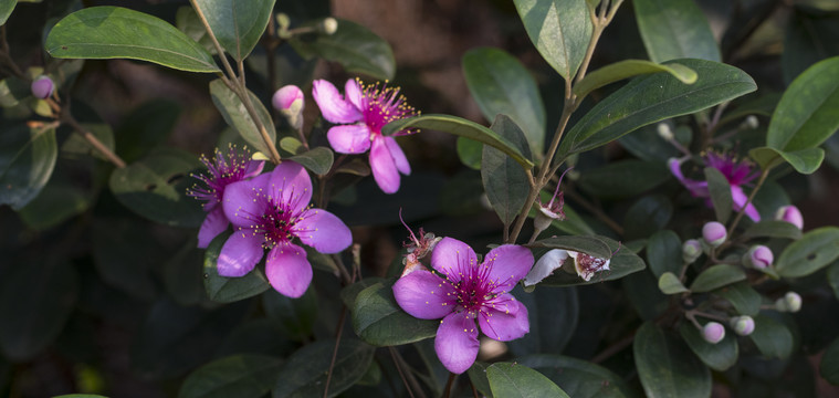 稔子花