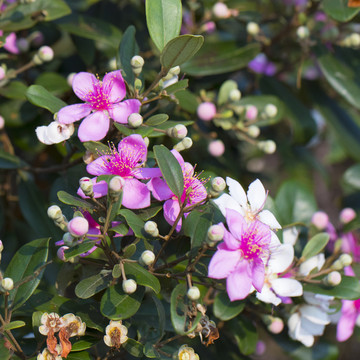 山花烂漫