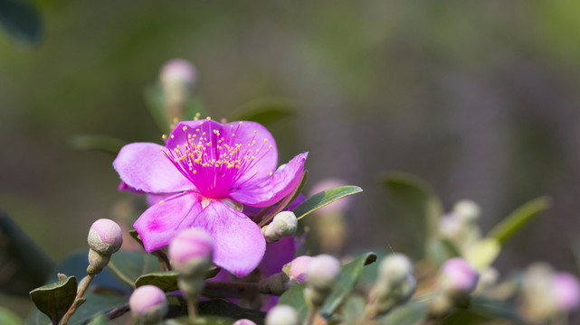 稔子花