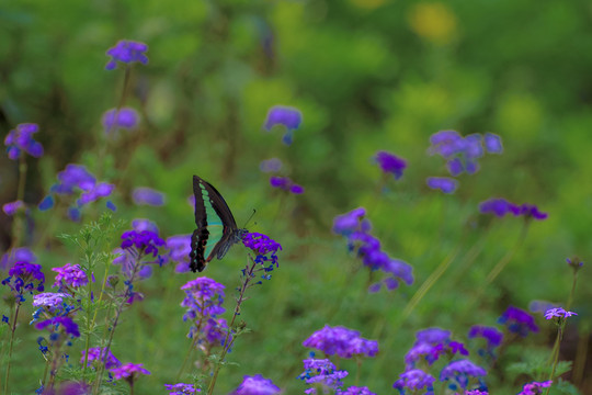 花丛中的蝴蝶