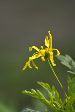 黄色菊花