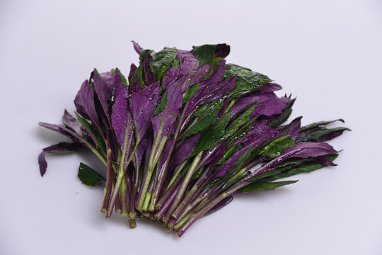 紫背天葵